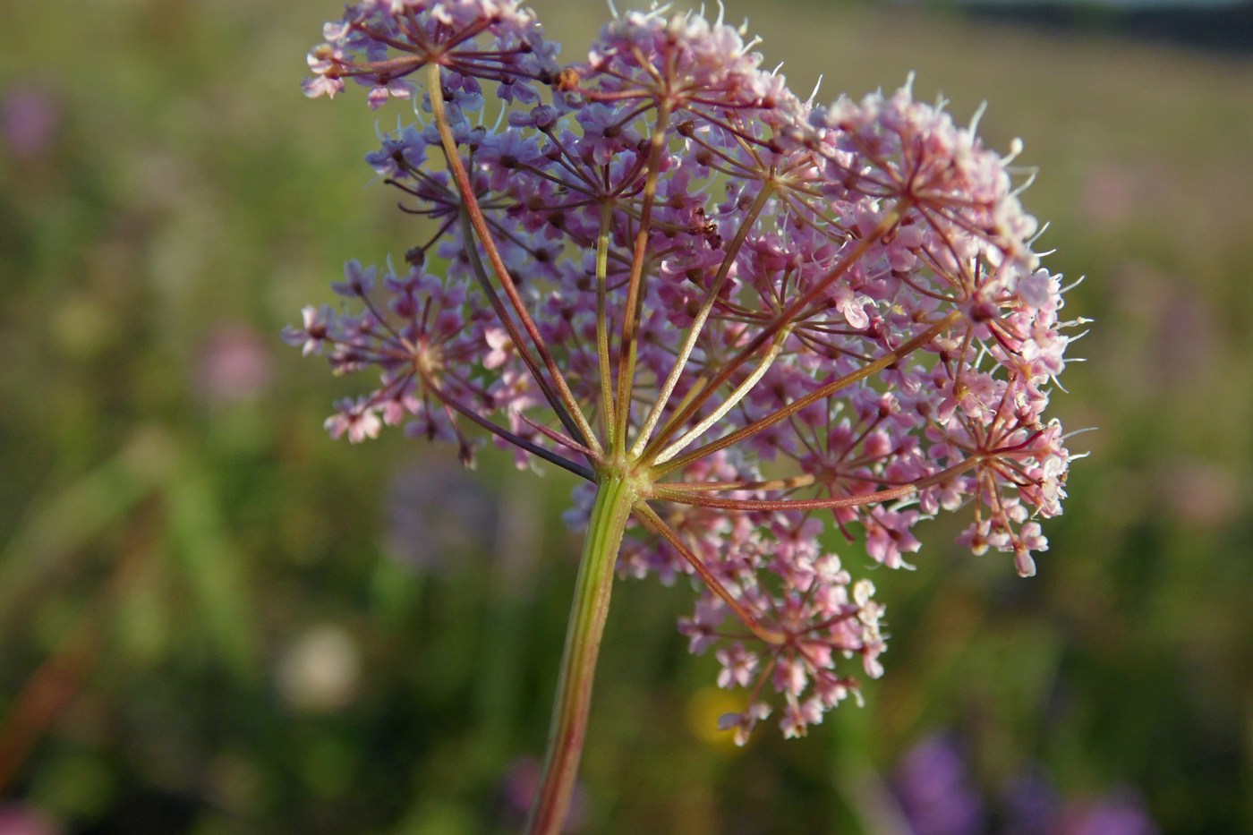 Image of Pimpinella rhodantha specimen.