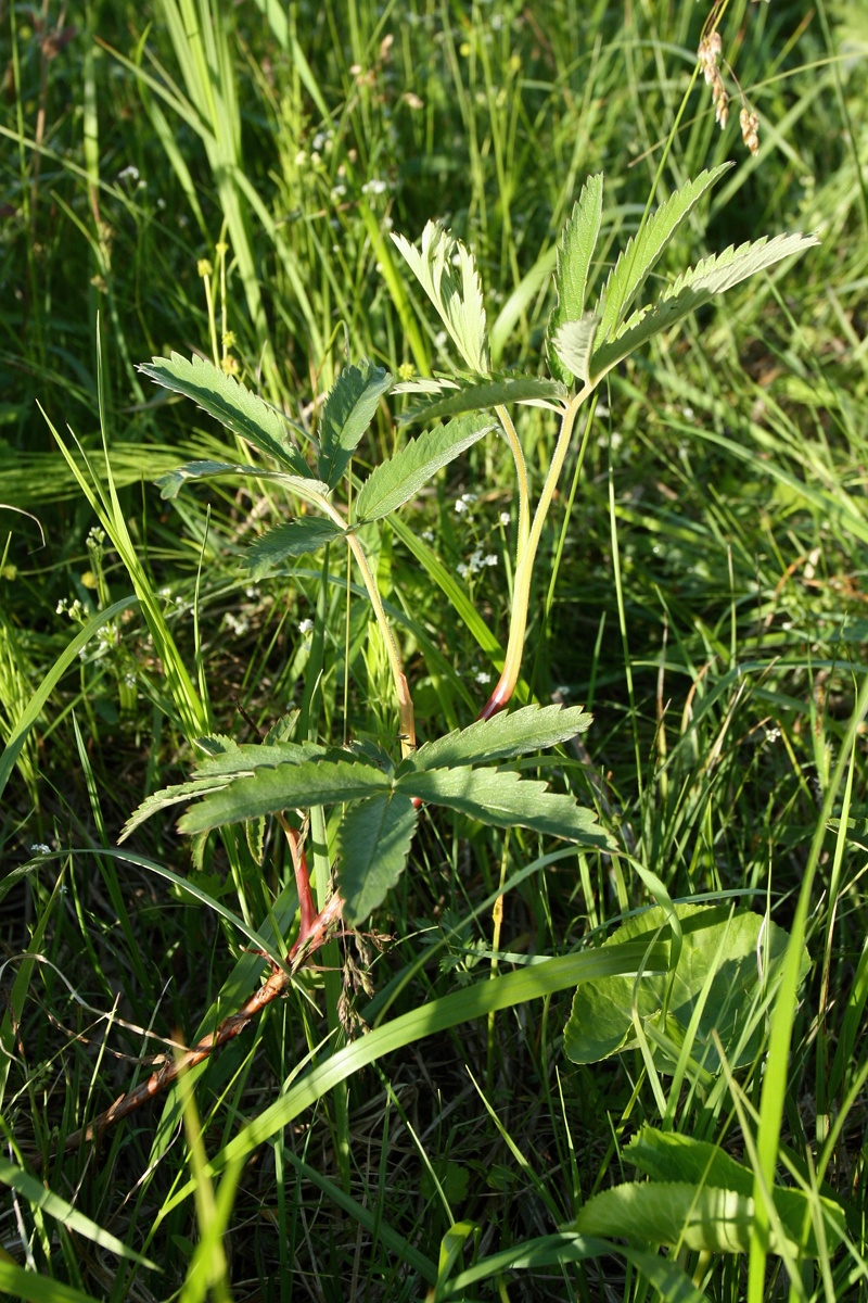 Image of Comarum palustre specimen.