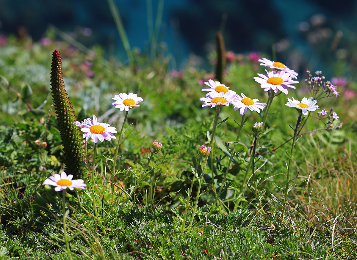 Image of Chrysanthemum coreanum specimen.