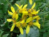 Ligularia thomsonii