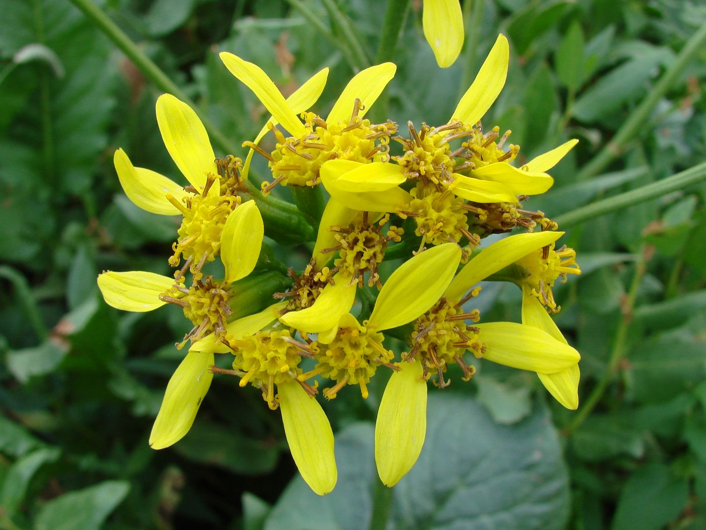 Изображение особи Ligularia thomsonii.