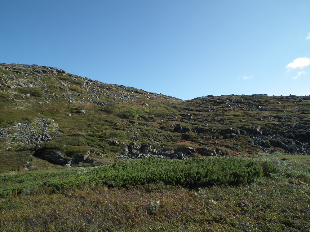 Image of Juniperus sibirica specimen.