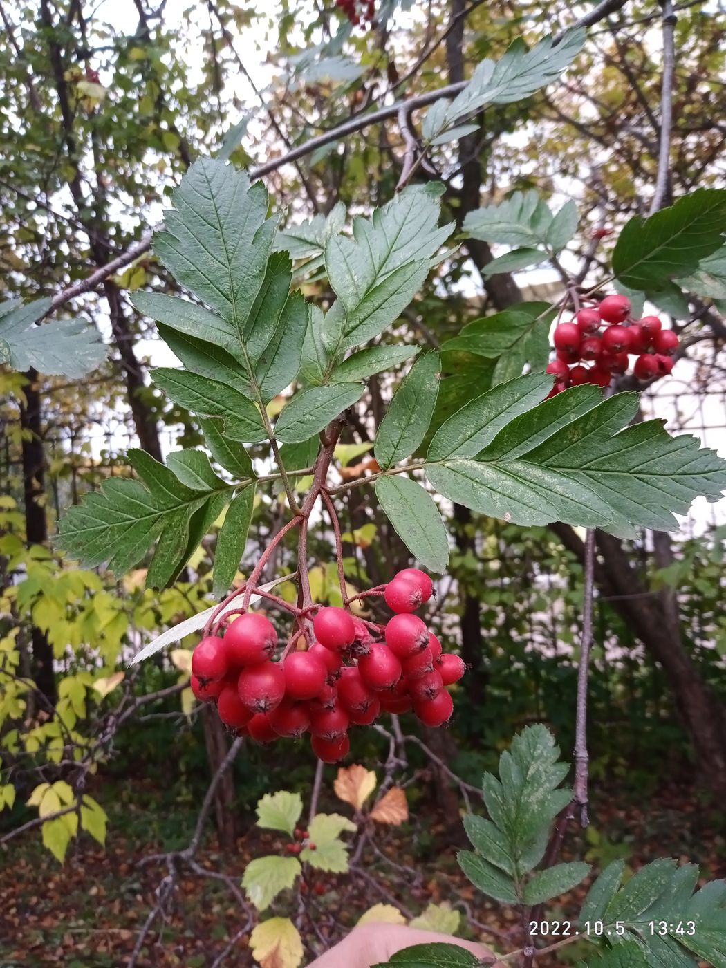 Изображение особи &times; Crataegosorbus miczurinii.