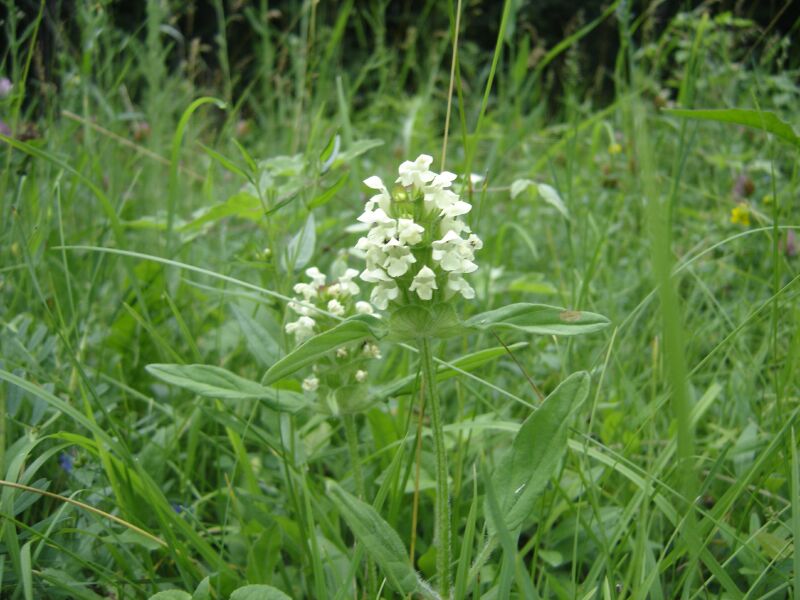 Image of Prunella laciniata specimen.