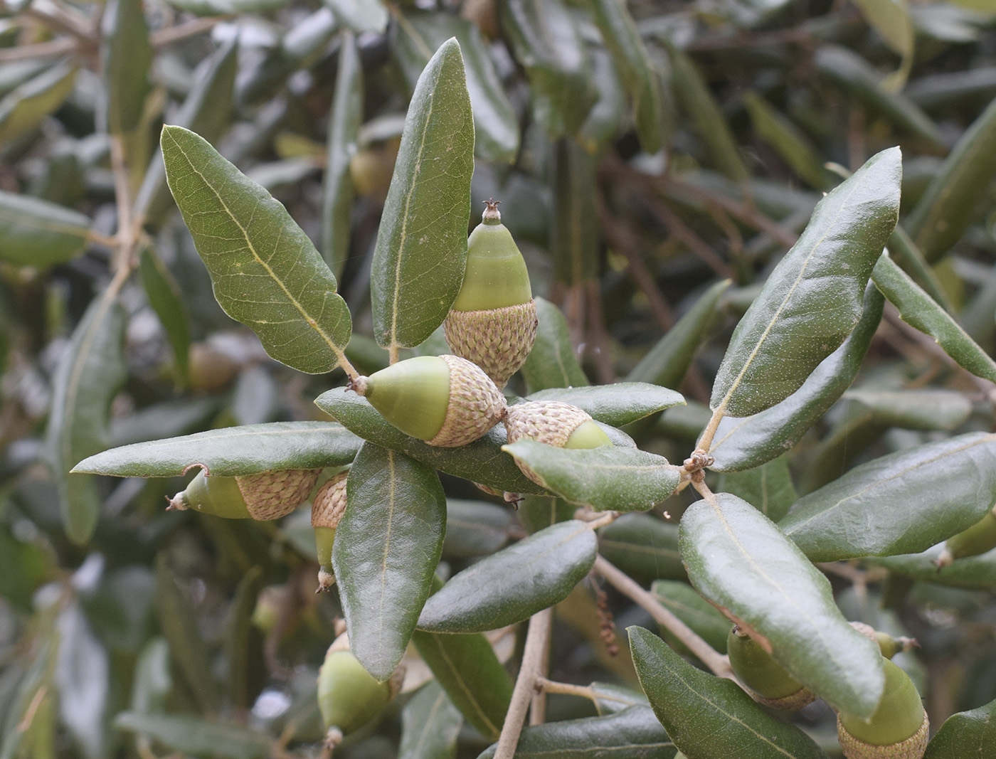 Изображение особи Quercus ilex.