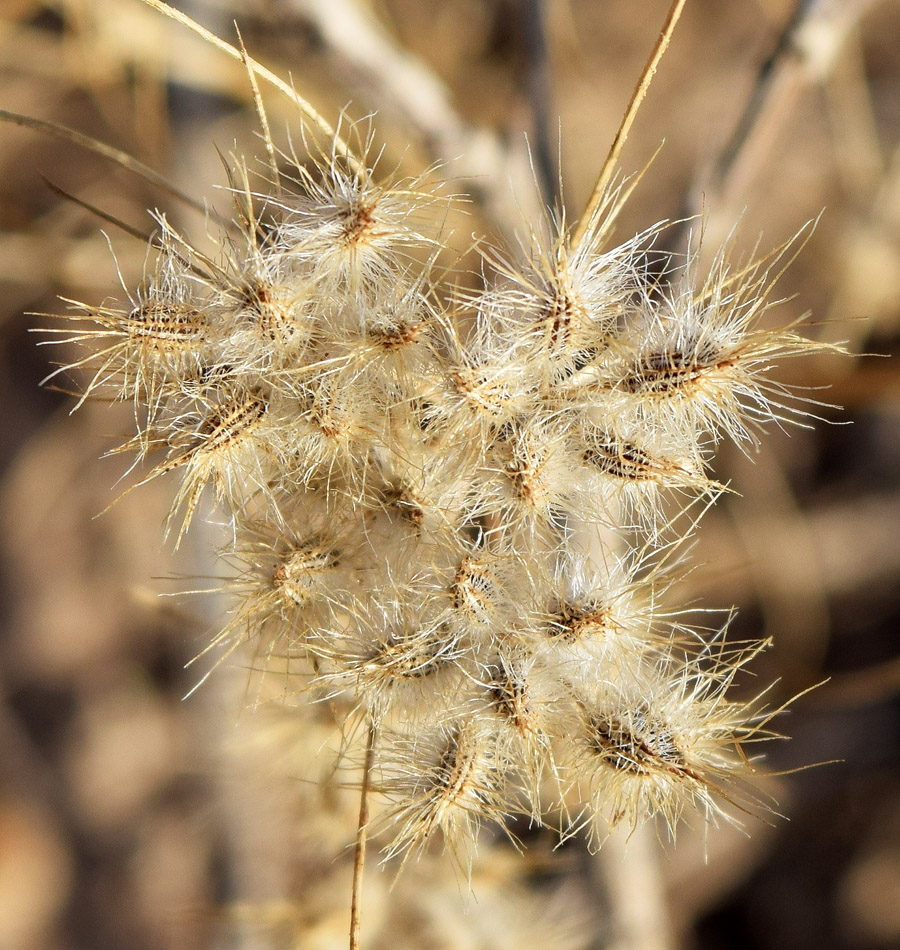 Image of Cuminum setifolium specimen.