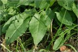 Rumex acetosa