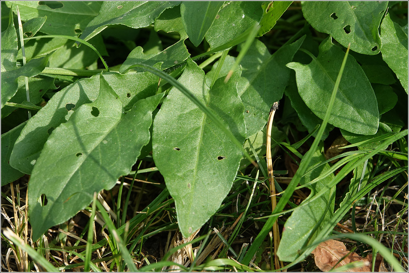 Изображение особи Rumex acetosa.