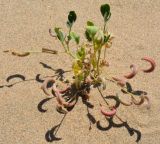 Astragalus подвид drobovii