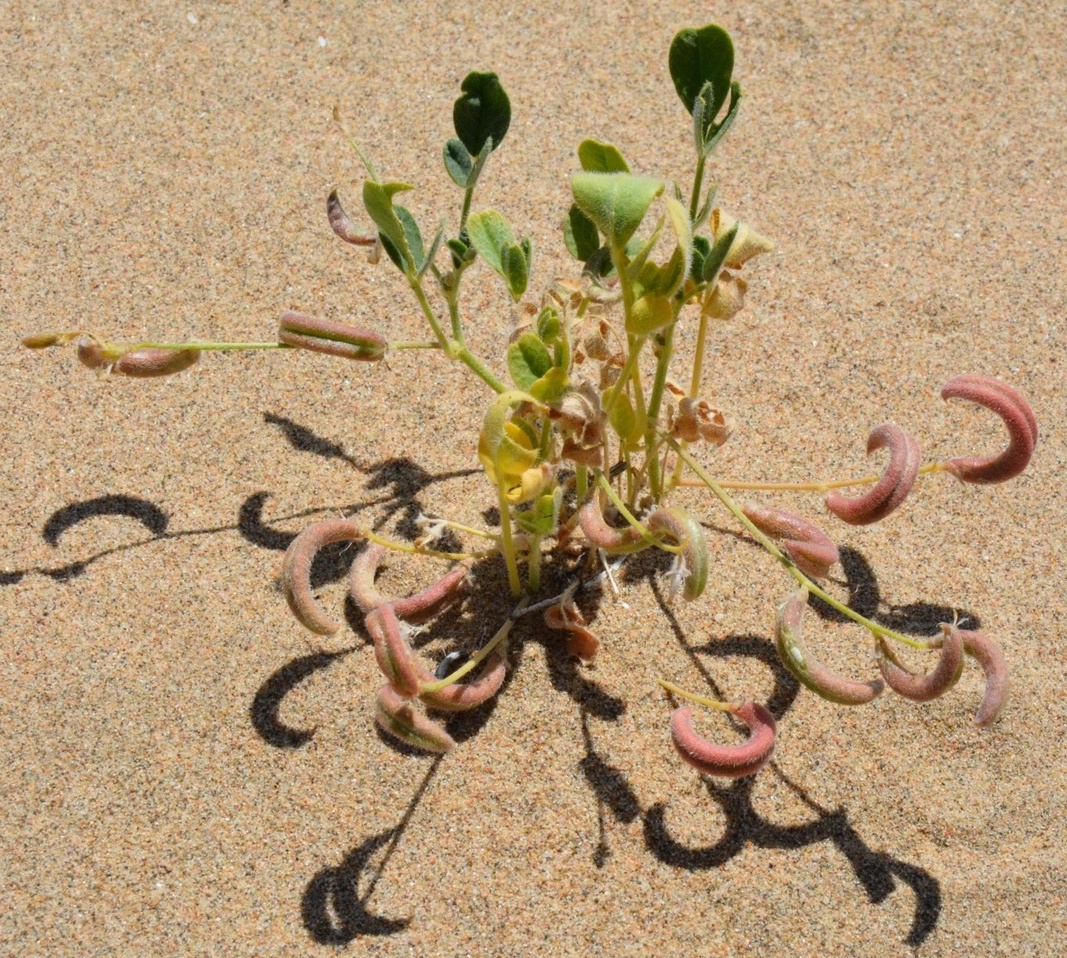 Изображение особи Astragalus arpilobus ssp. drobovii.