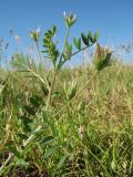 Astragalus sesamoides. Верхушка побега с бутонами, соцветиями и соплодием. Южный Казахстан, Жамбылская обл., кромка левого коренного берега р. Асса, осоковая степь. 8 мая 2022 г.