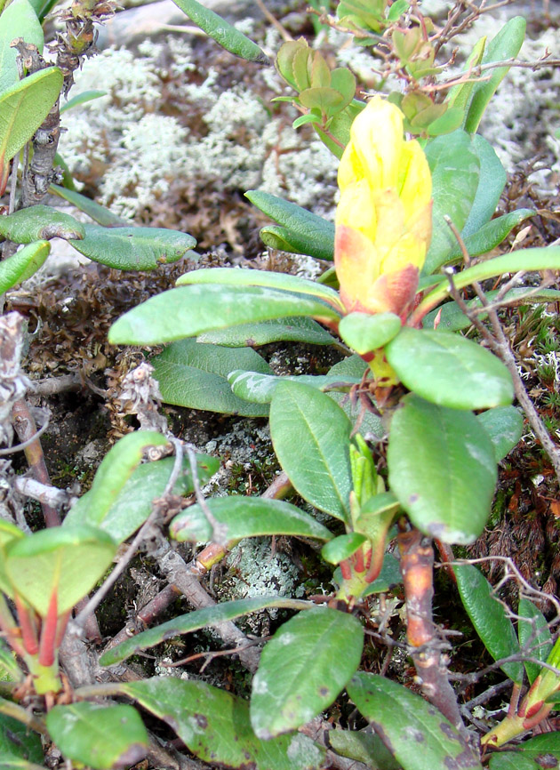 Image of Rhododendron aureum specimen.