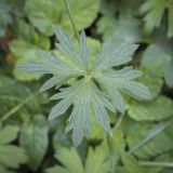 Ranunculus polyanthemos