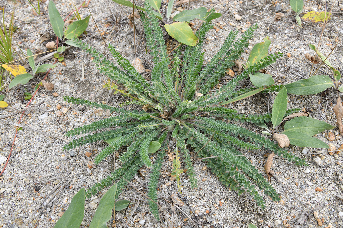 Image of Oxytropis microphylla specimen.