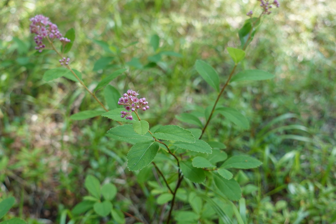 Image of Spiraea humilis specimen.