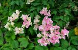 Bougainvillea glabra. Верхушки ветвей с соцветиями. Таиланд, о-в Пханган, в культуре. 22.06.2013.