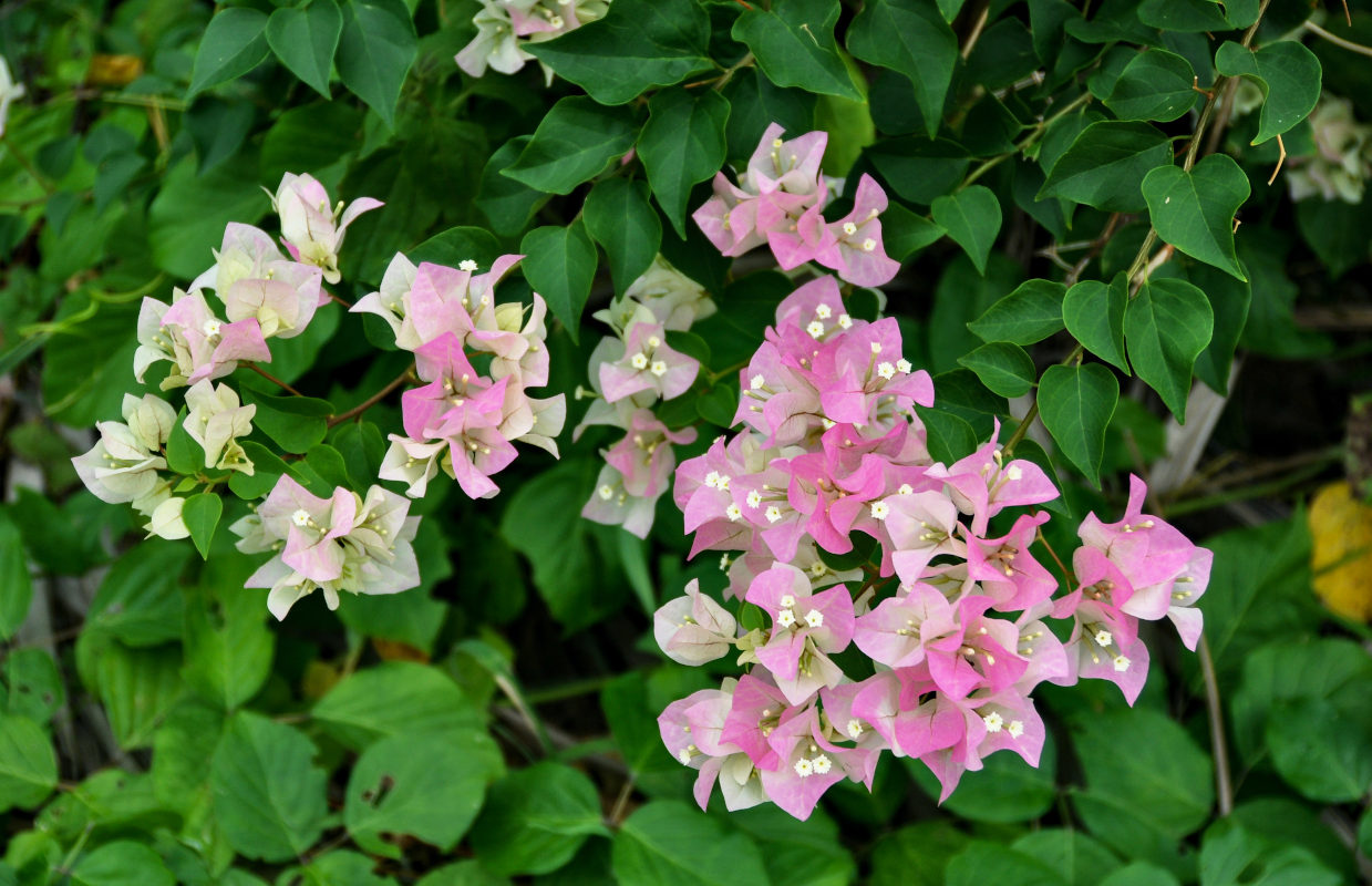 Изображение особи Bougainvillea glabra.