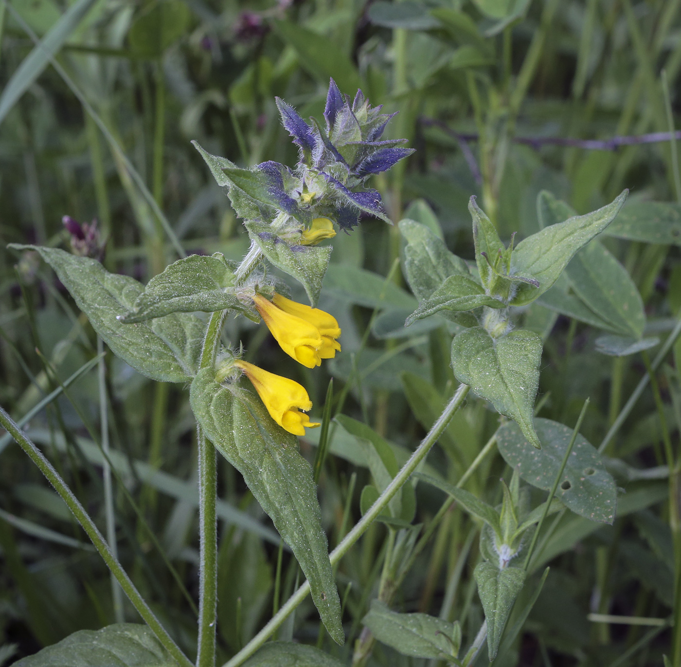 Image of Melampyrum nemorosum specimen.