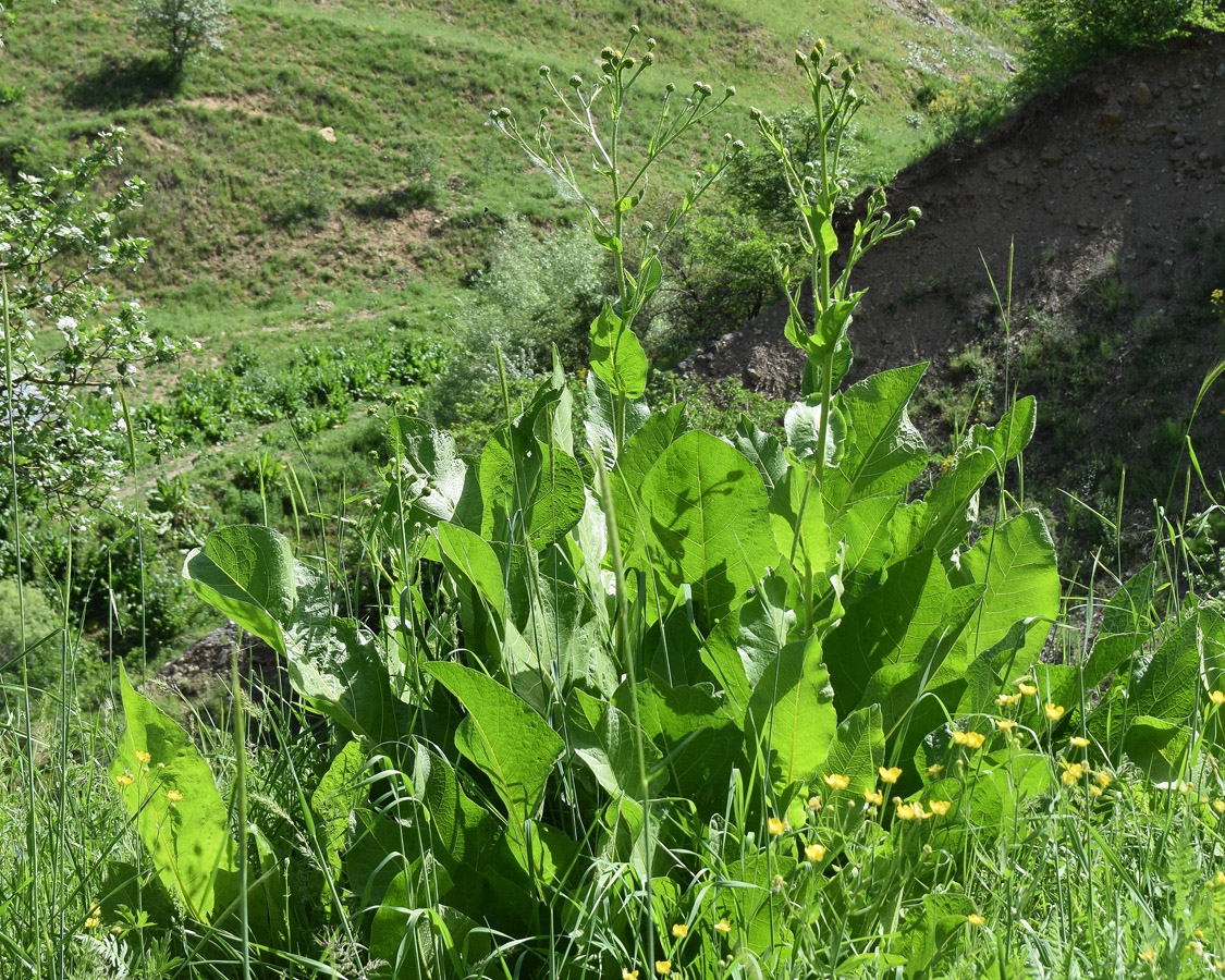 Изображение особи Inula macrophylla.