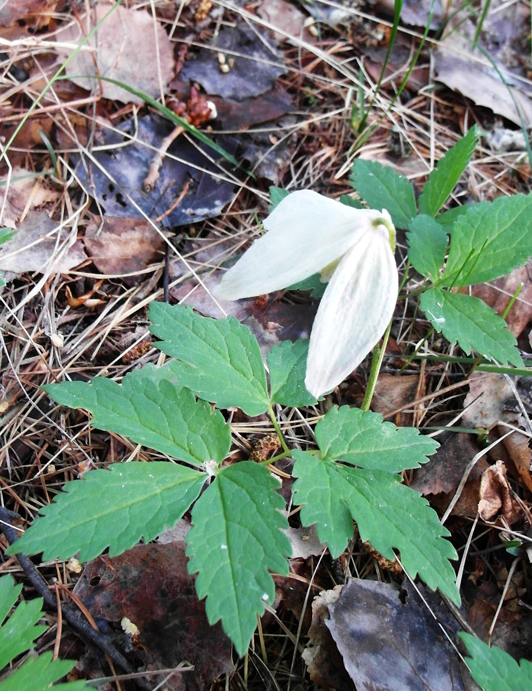 Image of Atragene sibirica specimen.