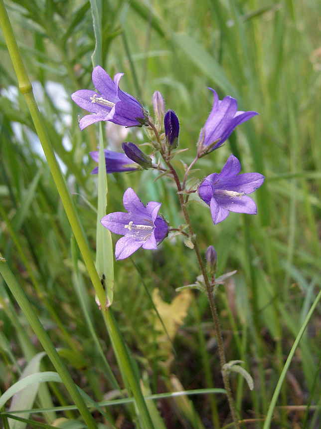 Image of Campanula sibirica specimen.