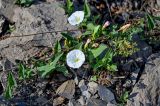 Convolvulus arvensis