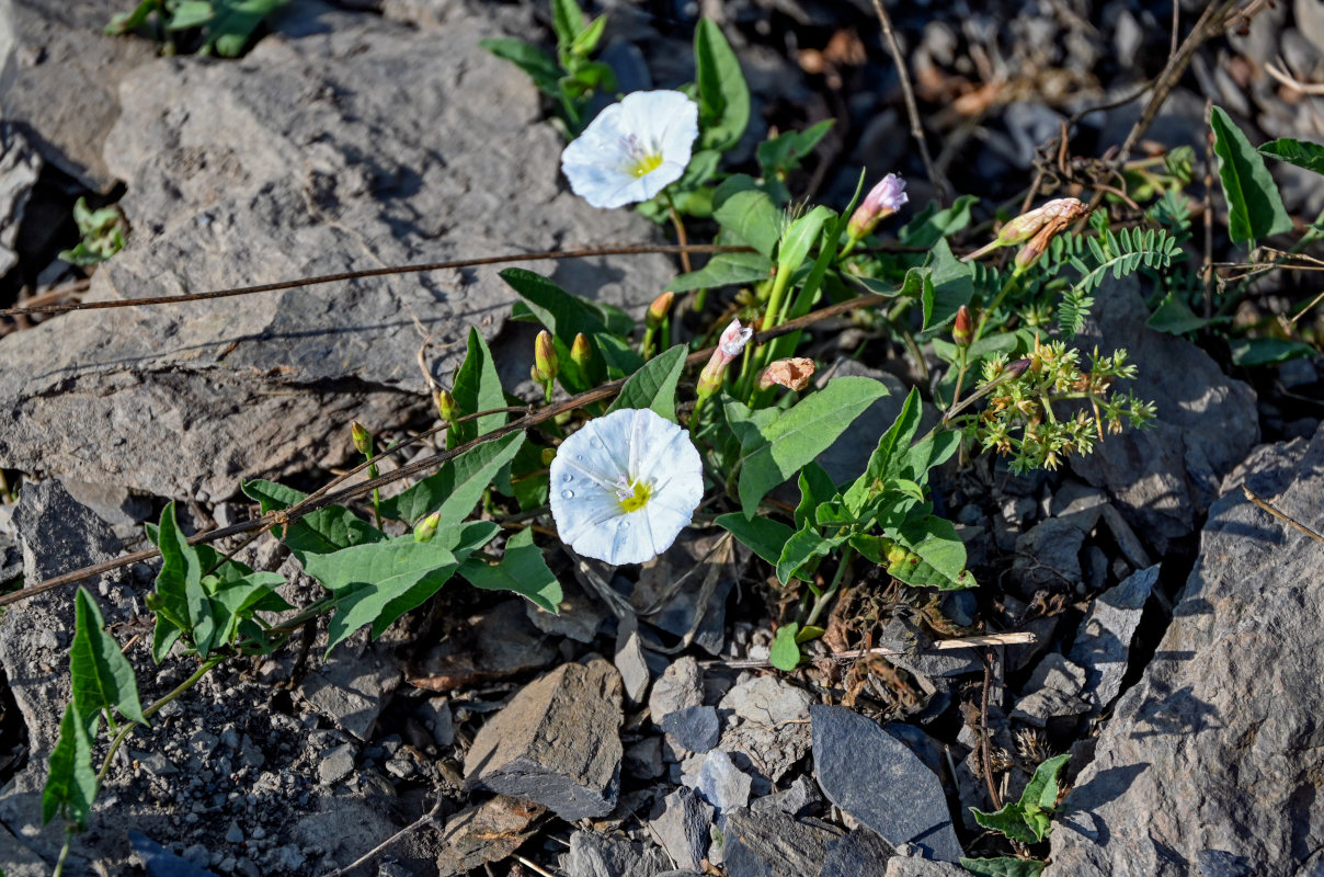 Image of Convolvulus arvensis specimen.