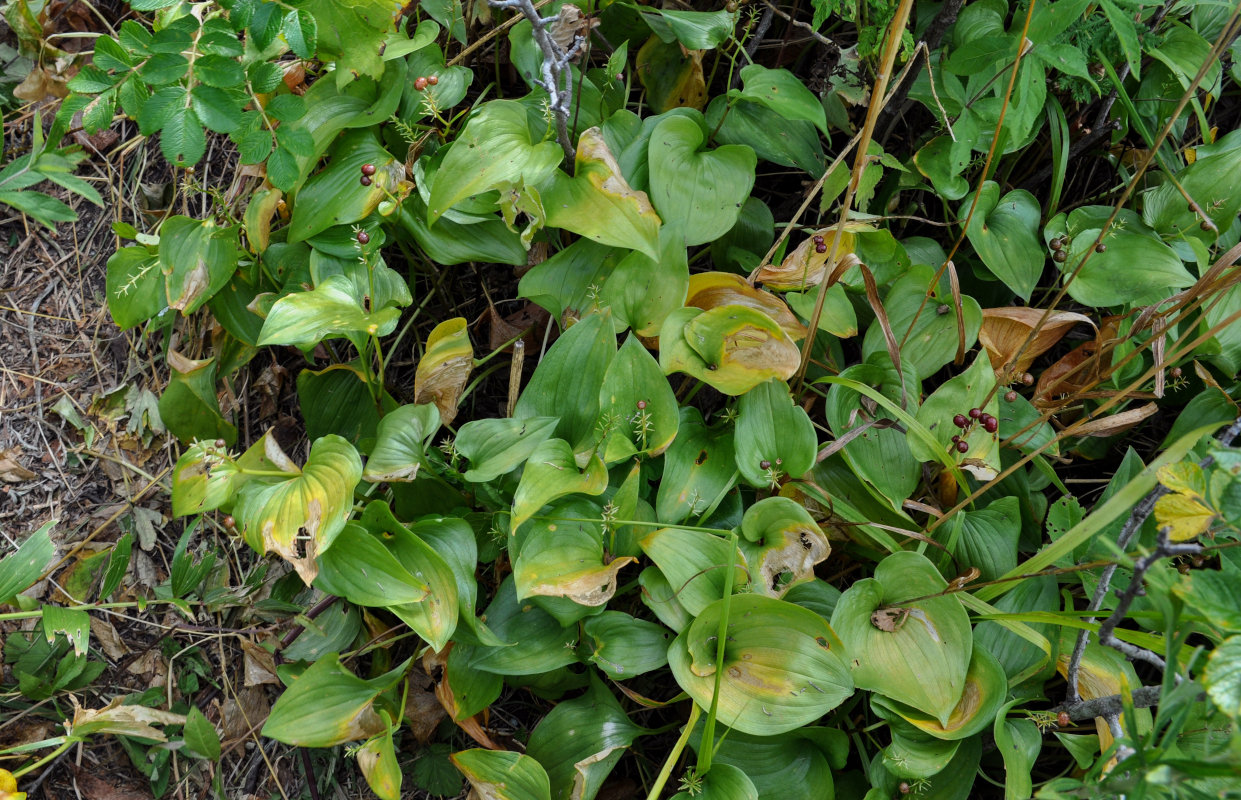 Image of Maianthemum dilatatum specimen.