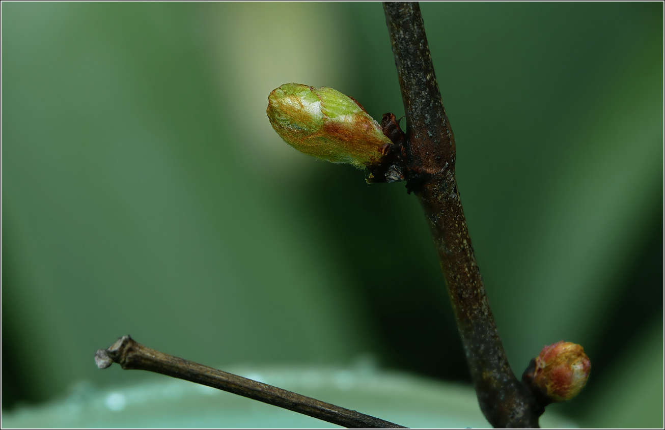 Image of Vitis vinifera specimen.