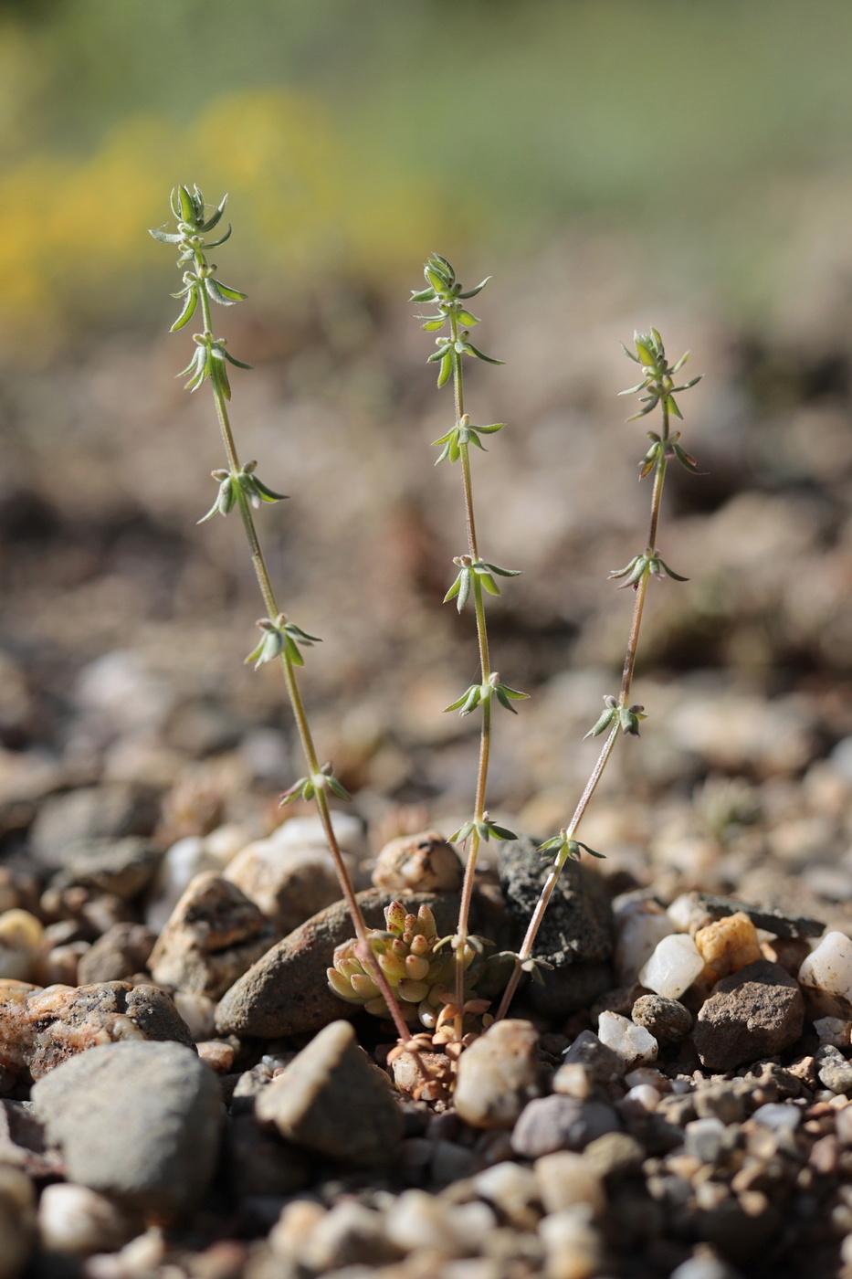 Изображение особи Galium verticillatum.