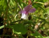 Epimedium macrosepalum. Цветок. Приморский край, Лазовский р-н, окр. с. Валентин, приморская сопка, широколиственный лес. 28.05.2023.