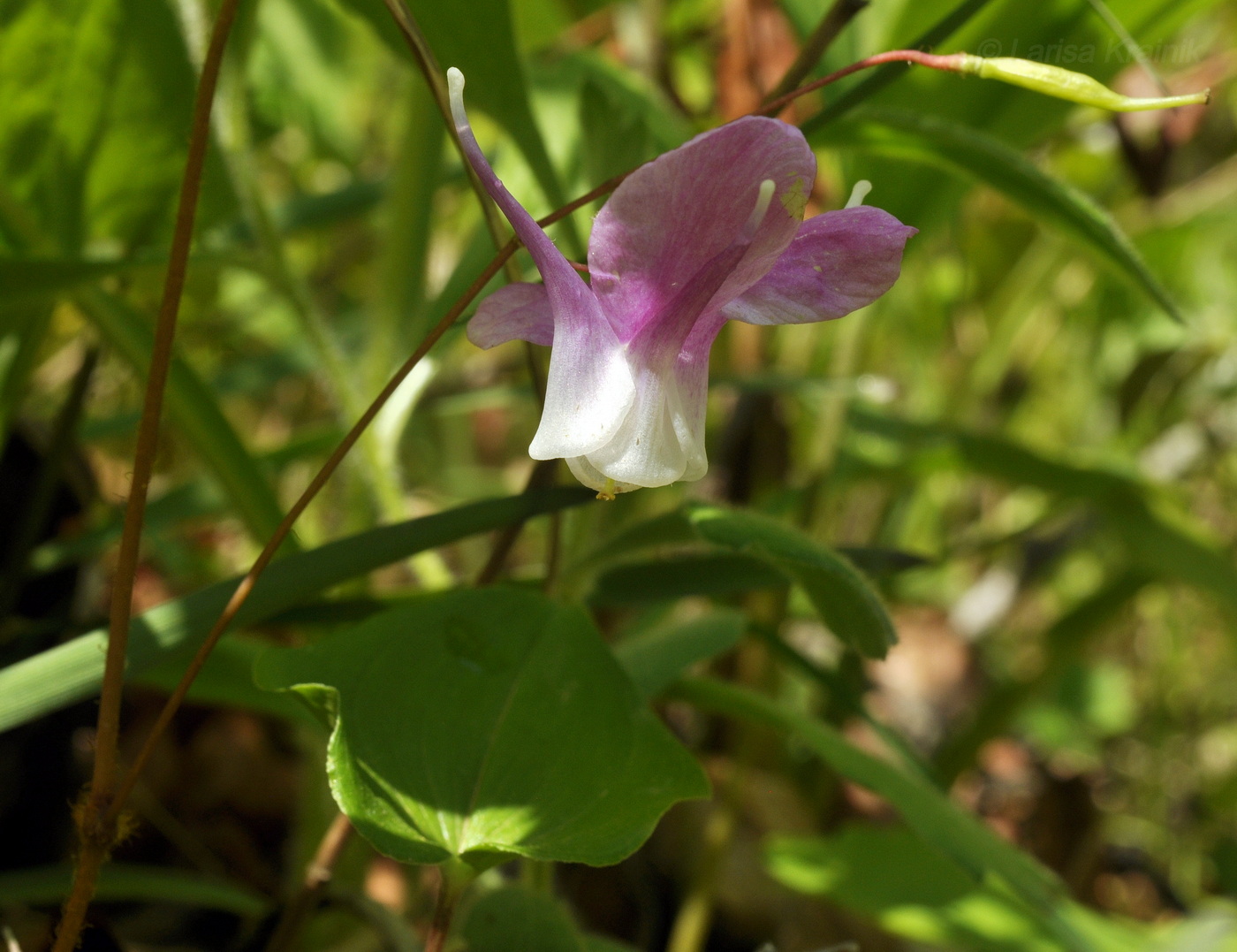Изображение особи Epimedium macrosepalum.
