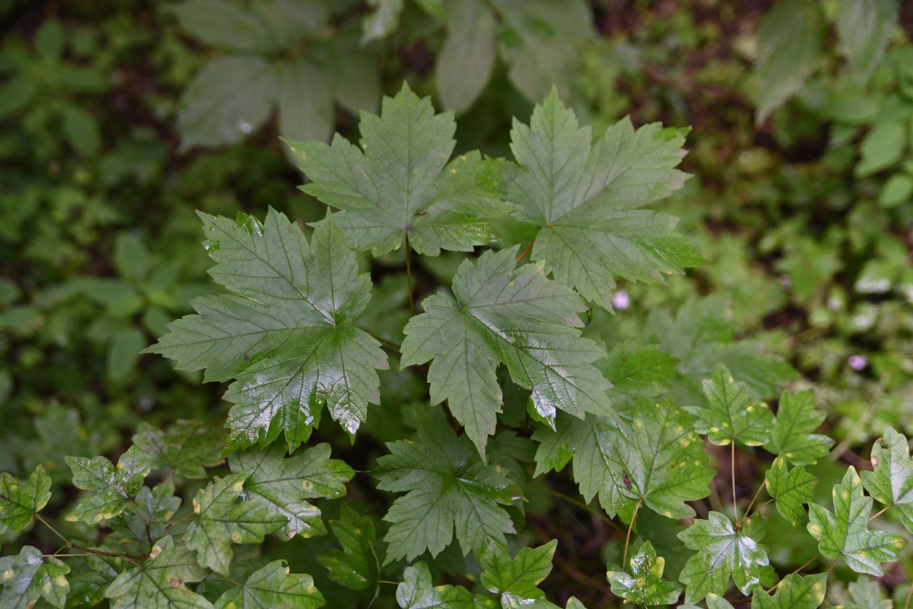 Image of Acer trautvetteri specimen.