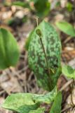 Erythronium caucasicum. Плодоносящее растение. Краснодарский край, Туапсинский р-н, Главный Кавказский хр., окр. горы Семиглавая, высота 1400 м н.у.м., горное редколесье. 28.05.2023.