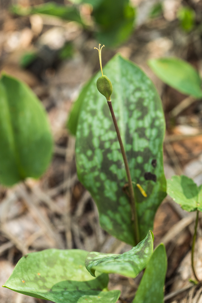 Изображение особи Erythronium caucasicum.