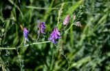 Vicia cracca. Верхушка побега с соцветиями. Оренбургская обл., Кувандыкский гор. округ, окр. дер. Первое Юмагузино, луг. 05.07.2023.