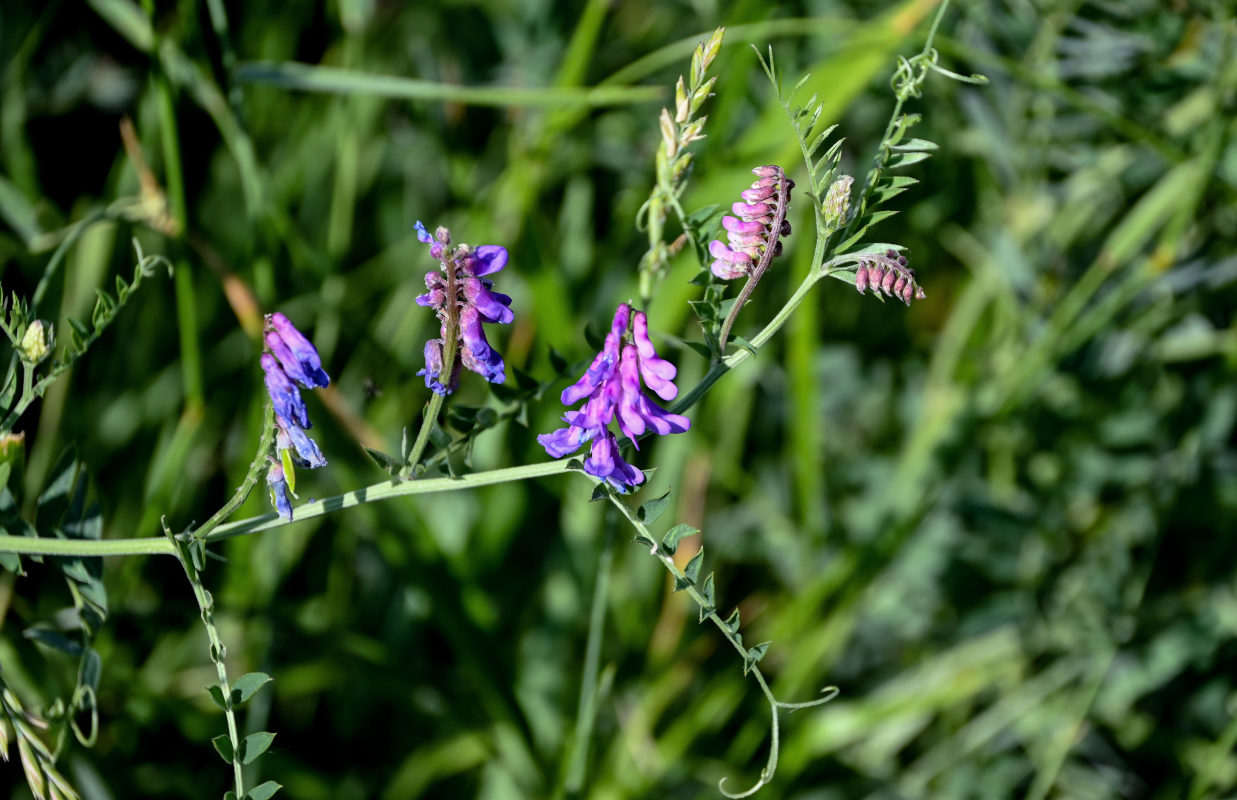 Image of Vicia cracca specimen.