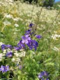 Polemonium caeruleum. Верхушка цветущего растения. Карелия, Прионежский р-н, пос. Пай, разнотравный луг. 25.06.2022.