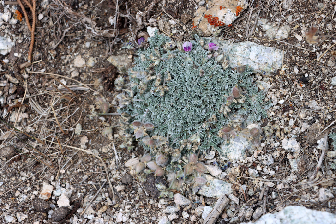 Image of Oxytropis leucocyanea specimen.