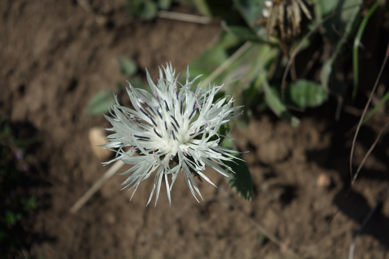 Изображение особи Centaurea cheiranthifolia.
