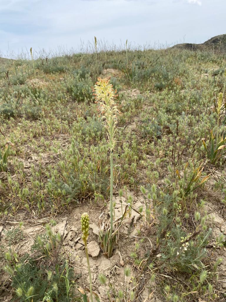 Изображение особи Eremurus altaicus.