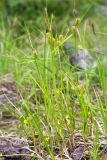 Carex rostrata