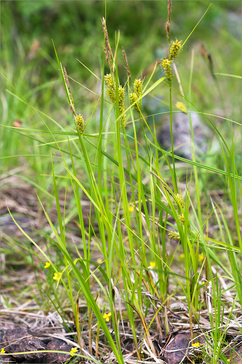 Image of Carex rostrata specimen.