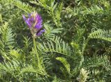 Astragalus onobrychis. Цветущее растение (позднее цветение). Воронежская обл., Лискинский р-н, музей-заповедник \"Дивногорье\", петрофильная степь. 24.08.2023.