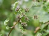 Apium nodiflorum. Соплодие. Узбекистан, Джизакская обл., хр. Нуратау, ур. Хаятсай, кишлак Верхний Хаят, полевая база Нуратинского заповедника, около 950 м н.у.м., берег горной речки. 17.09.2023.