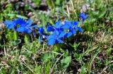 Gentiana angulosa. Цветущие растения. Дагестан, Гунибский р-н, природный парк \"Верхний Гуниб\", ≈ 1800 м н.у.м., субальпийский луг. 04.05.2022.