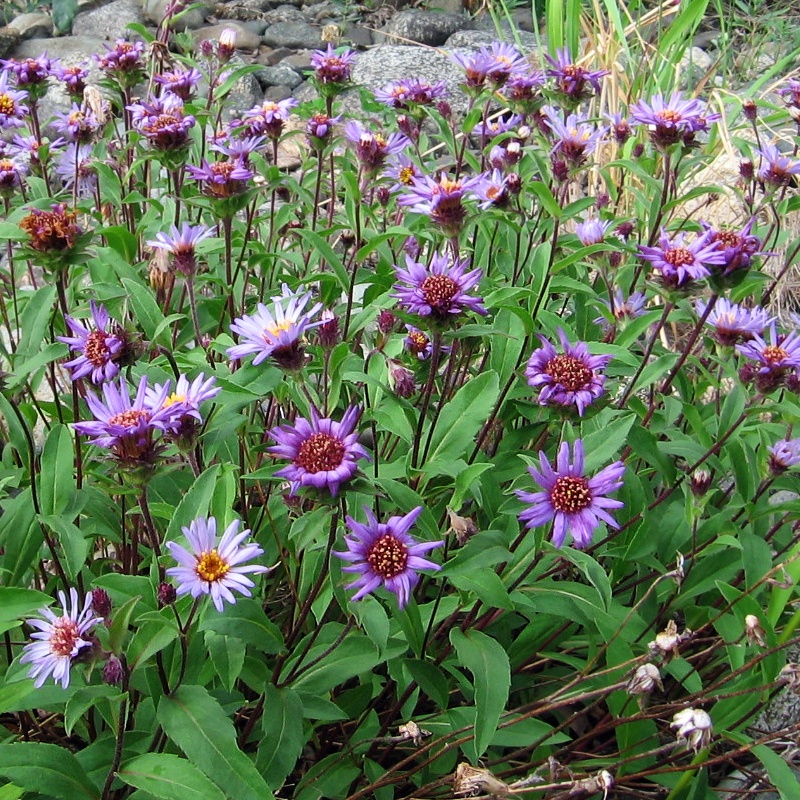 Image of Aster sibiricus specimen.