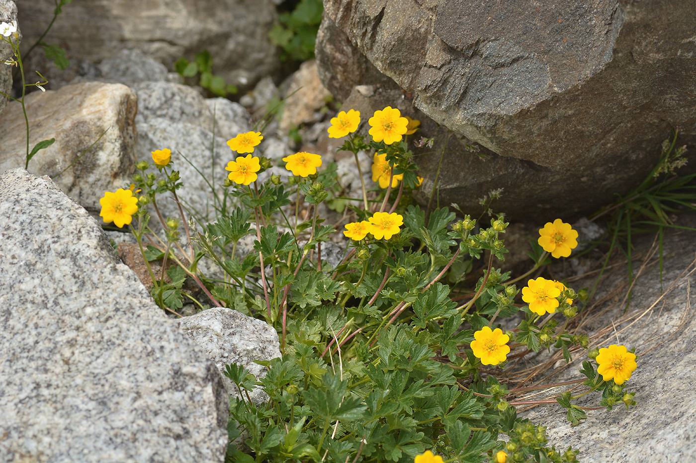 Изображение особи Potentilla gelida.