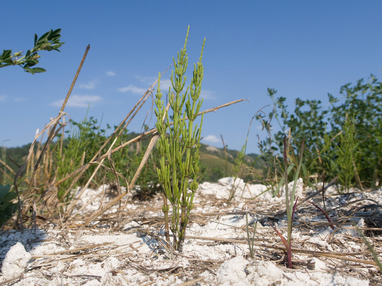 Изображение особи Equisetum arvense.