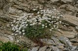 Pyrethrum glanduliferum. Цветущее растение. Чечня, Веденский р-н, берег оз. Кезенойам, ≈ 1800 м н.у.м., подножие скалы. 25.07.2022.